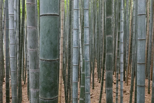 Der Bambushain von Arashiyama im Westen Kyotos