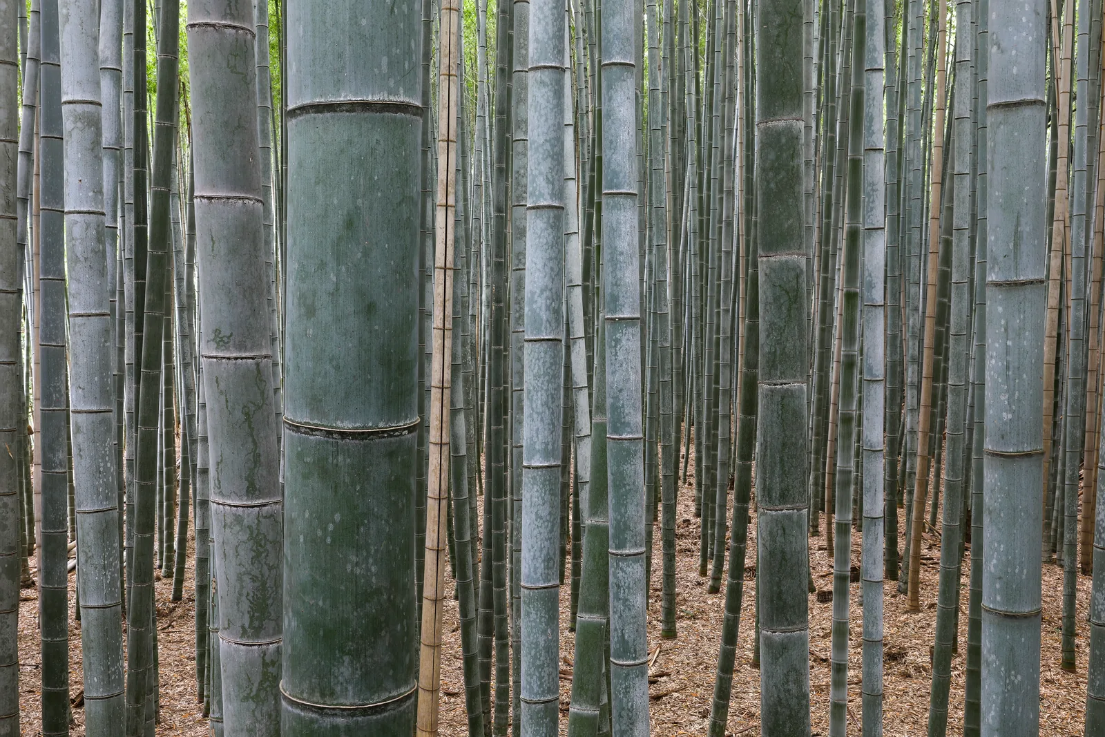 Der Bambushain von Arashiyama im Westen Kyotos