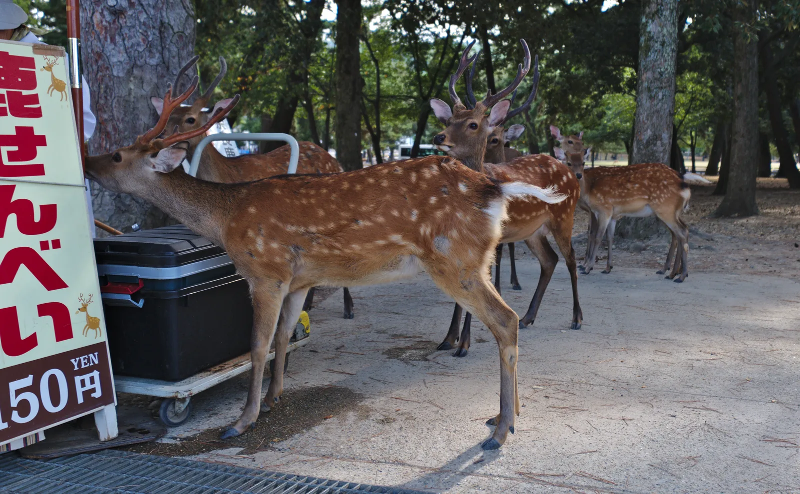 Zahme Sika-Hirsche im Park von Nara an einem Stand mit Hirsch-Crackern